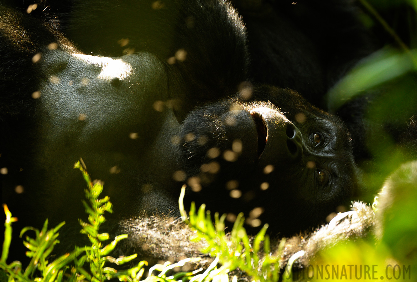 Gorilla beringei beringei [400 mm, 1/125 sec at f / 5.6, ISO 1600]